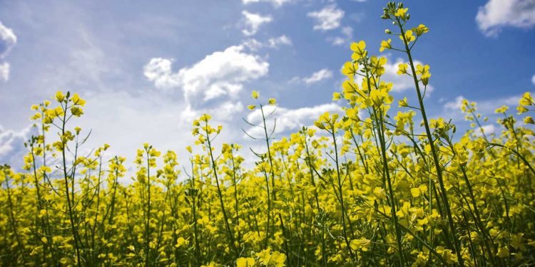 La sequía golpeó a la canola que redujo el área y el rendimiento