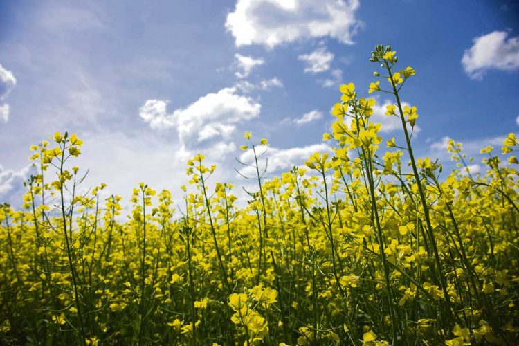 La sequía golpeó a la canola que redujo el área y el rendimiento
