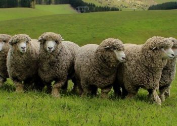 Durante octubre la lana no tuvo cambios en el precio