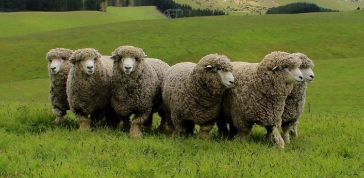 Durante octubre la lana no tuvo cambios en el precio