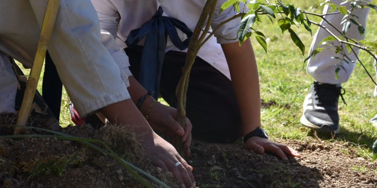 Canelones finaliza la forestación de árboles nativos
