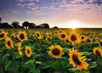 El girasol calza en la diversificación de toda chacra agrícola