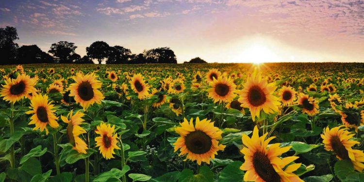 El girasol calza en la diversificación de toda chacra agrícola