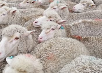 El valor de la lana parece buscar un nuevo piso