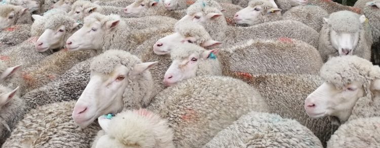 El valor de la lana parece buscar un nuevo piso