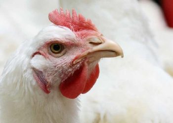En el año se faenaron 21,7 millones de aves