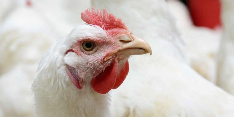 En el año se faenaron 21,7 millones de aves
