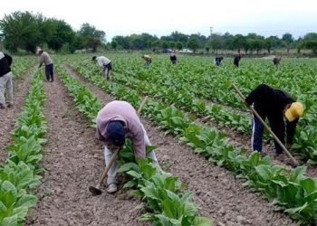 El trabajo: entre el clientelismo y el nihilismo liberalizante