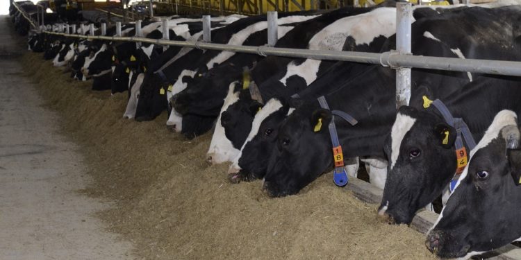 A dos meses de haber llegado al mínimo, la leche en polvo recupera valor