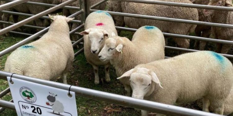 En las puertas del aniversario de Plata, la Fiesta del Cordero pesado fue todo un éxito