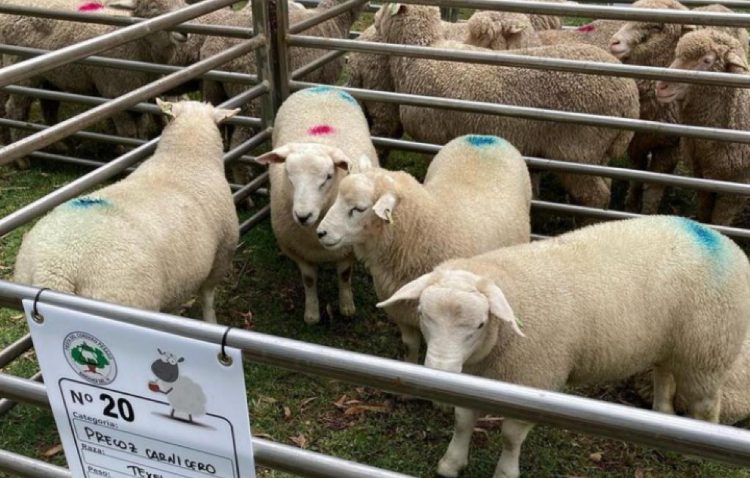 En las puertas del aniversario de Plata, la Fiesta del Cordero pesado fue todo un éxito