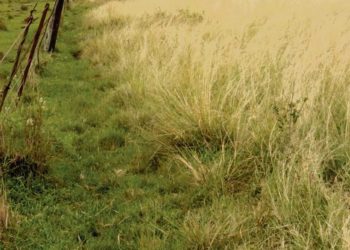 En Uruguay hay cientos de especies exóticas, menos de la mitad son invasoras, pero algunas son muy agresivas