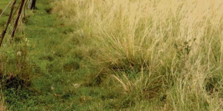 En Uruguay hay cientos de especies exóticas, menos de la mitad son invasoras, pero algunas son muy agresivas