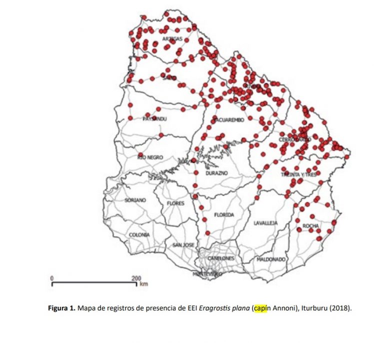 En Uruguay hay cientos de especies exóticas, menos de la mitad son invasoras, pero algunas son muy agresivas