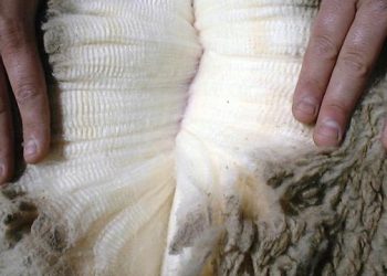 La lana tiene futuro