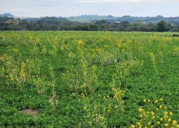 Advierten sobre malezas resistentes a herbicidas en Brassica spp
