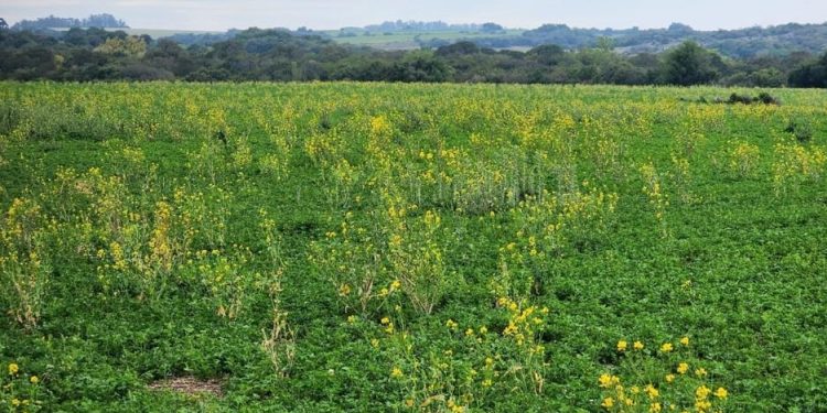 Advierten sobre malezas resistentes a herbicidas en Brassica spp