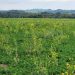 Advierten sobre malezas resistentes a herbicidas en Brassica spp