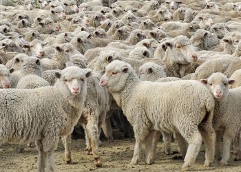 Leve suba de precio promedio de la lana