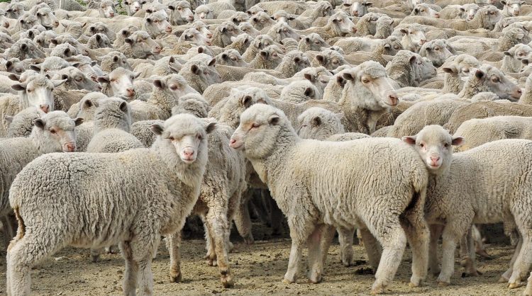 Leve suba de precio promedio de la lana