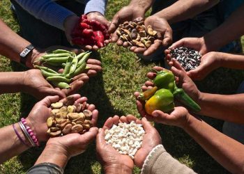 Soberanía alimentaria, soberanía cultural
