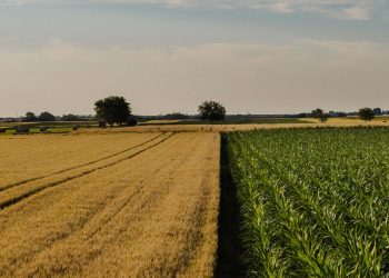 En el primer semestre hubo 603 operaciones de compraventa de tierras por US$ 375 millones