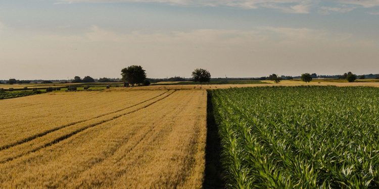 En el primer semestre hubo 603 operaciones de compraventa de tierras por US$ 375 millones