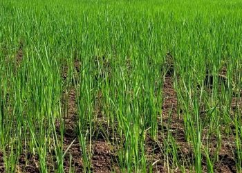 Se sembró más de las tres cuartas partes del área arrocera en fecha óptima