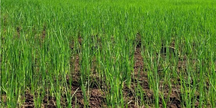 Se sembró más de las tres cuartas partes del área arrocera en fecha óptima