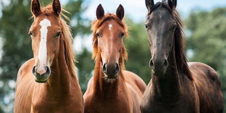 Encefalitis equina: El riesgo de contagio hacia otros equinos