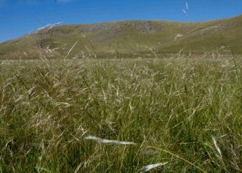 Este fin de semana se celebra el Día Nacional del Campo Natural