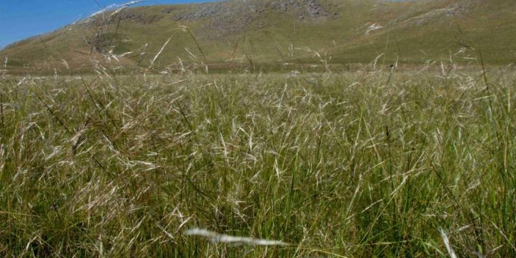 Este fin de semana se celebra el Día Nacional del Campo Natural
