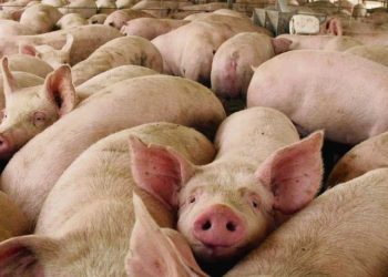 Caluprocerd: Una cooperativa que mantiene en pie la producción porcina nacional