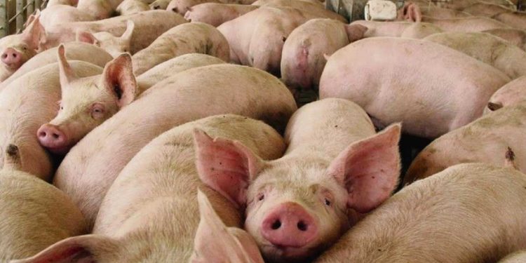 Caluprocerd: Una cooperativa que mantiene en pie la producción porcina nacional