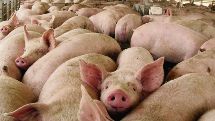 Caluprocerd: Una cooperativa que mantiene en pie la producción porcina nacional