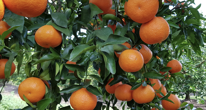 Productores salteños reclaman por Afidi a productos argentinos