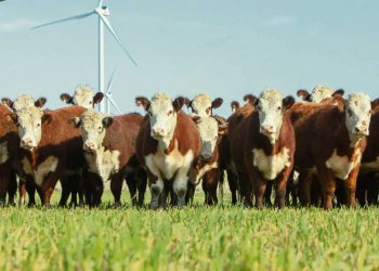 El lunes 27 Hereford e INIA realizarán jornada sobre ganadería sustentable en el LATU