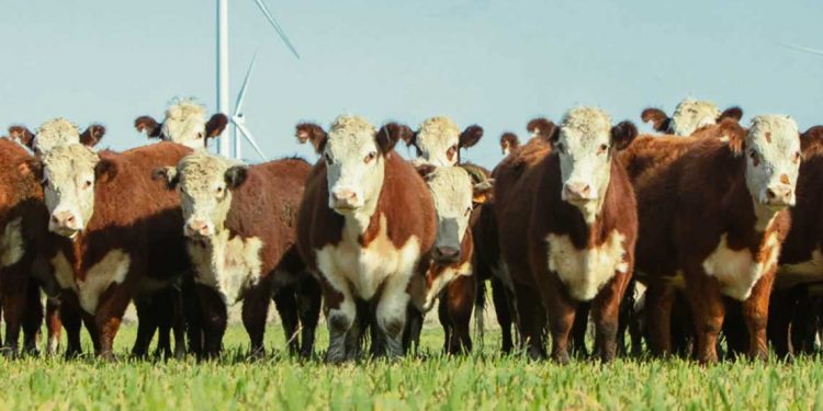 El lunes 27 Hereford e INIA realizarán jornada sobre ganadería sustentable en el LATU