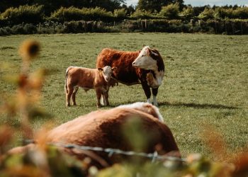 Rigen las restricciones para quienes no presentaron la declaración jurada de Dicose