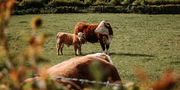 Rigen las restricciones para quienes no presentaron la declaración jurada de Dicose