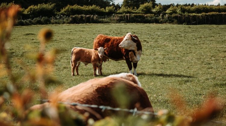 Rigen las restricciones para quienes no presentaron la declaración jurada de Dicose