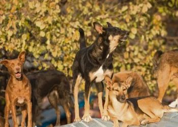 Senado podría aprobar ley para controlar jaurías antes de fin de año