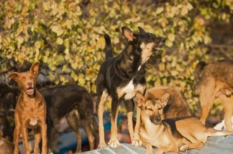 Senado podría aprobar ley para controlar jaurías antes de fin de año