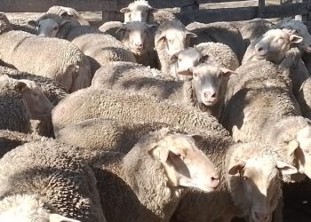 La lana cayó al menor valor de 2023