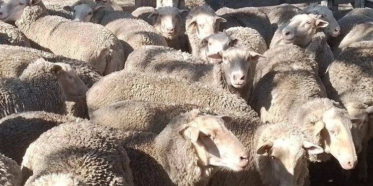 La lana cayó al menor valor de 2023