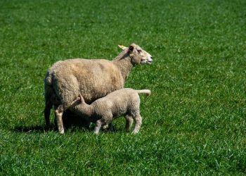 La lana sube por tercera semana consecutiva