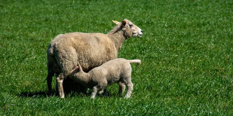La lana sube por tercera semana consecutiva