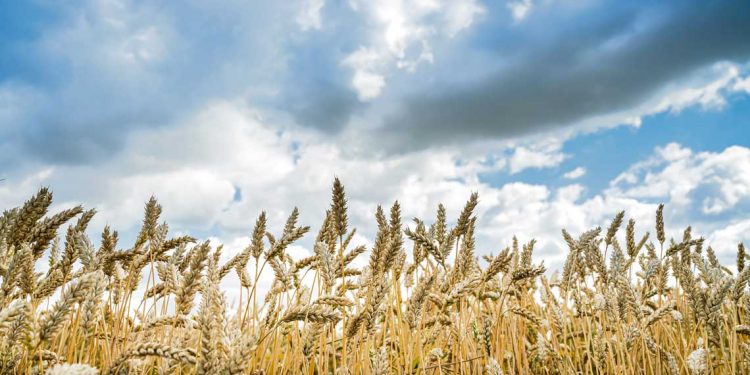 Exceso de lluvias retrasa cosecha de cultivos de invierno en el norte del país