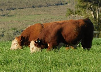 Superada la sequía, los desafíos son el precio del ganado y el valor del dólar