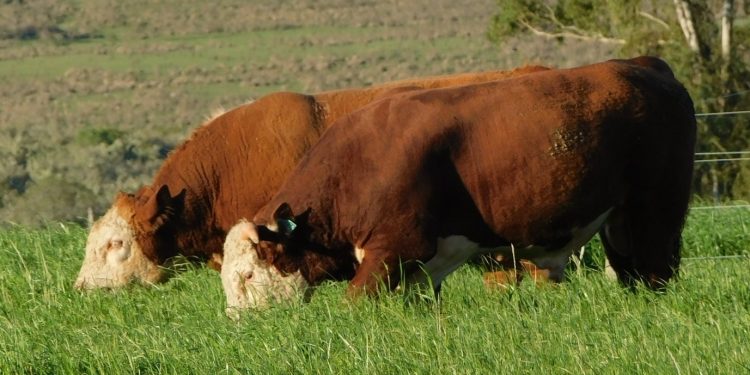 Superada la sequía, los desafíos son el precio del ganado y el valor del dólar